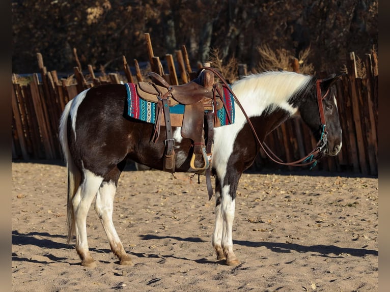 American Quarter Horse Castrone 13 Anni 147 cm Tobiano-tutti i colori in Camp Verde AZ