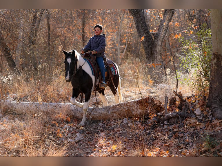 American Quarter Horse Castrone 13 Anni 147 cm Tobiano-tutti i colori in Camp Verde AZ