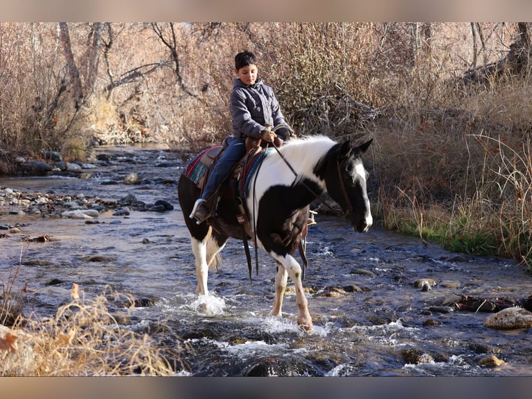 American Quarter Horse Castrone 13 Anni 147 cm Tobiano-tutti i colori in Camp Verde AZ