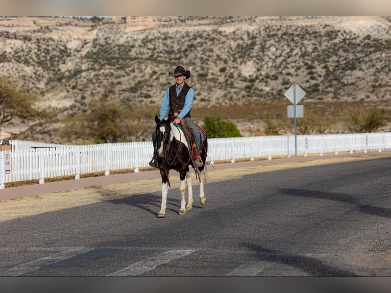 American Quarter Horse Castrone 13 Anni 147 cm Tobiano-tutti i colori in Camp Verde AZ