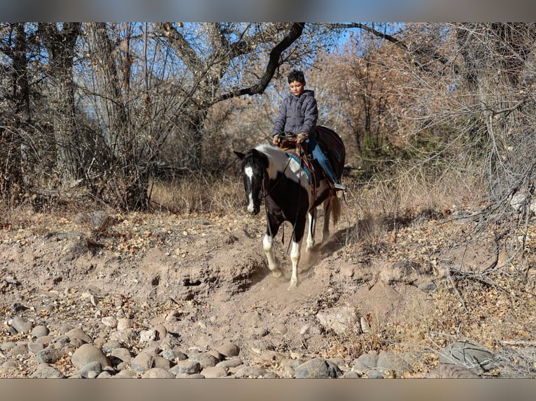 American Quarter Horse Castrone 13 Anni 147 cm Tobiano-tutti i colori in Camp Verde AZ