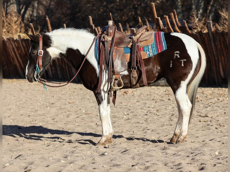 American Quarter Horse Castrone 13 Anni 147 cm Tobiano-tutti i colori in Camp Verde AZ