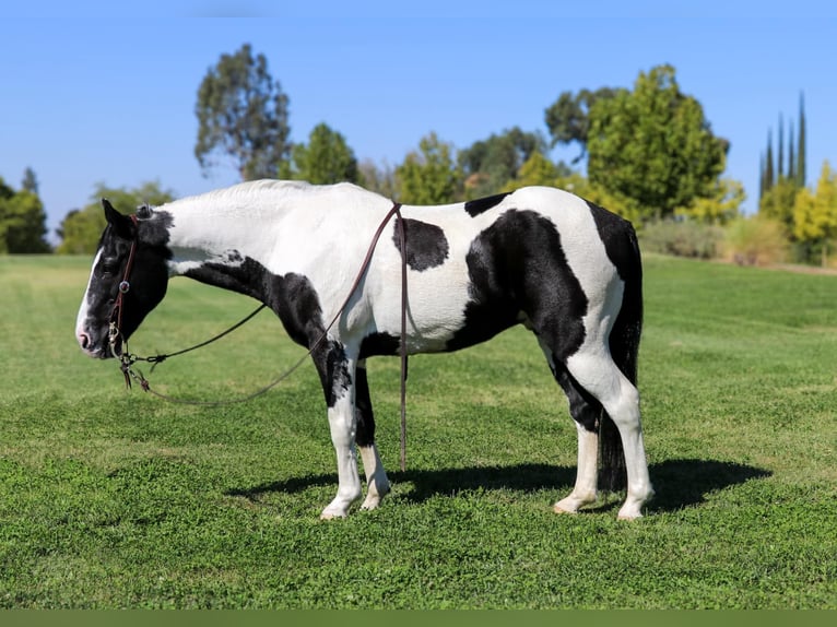 American Quarter Horse Castrone 13 Anni 147 cm Tobiano-tutti i colori in Pleasant Grove CA