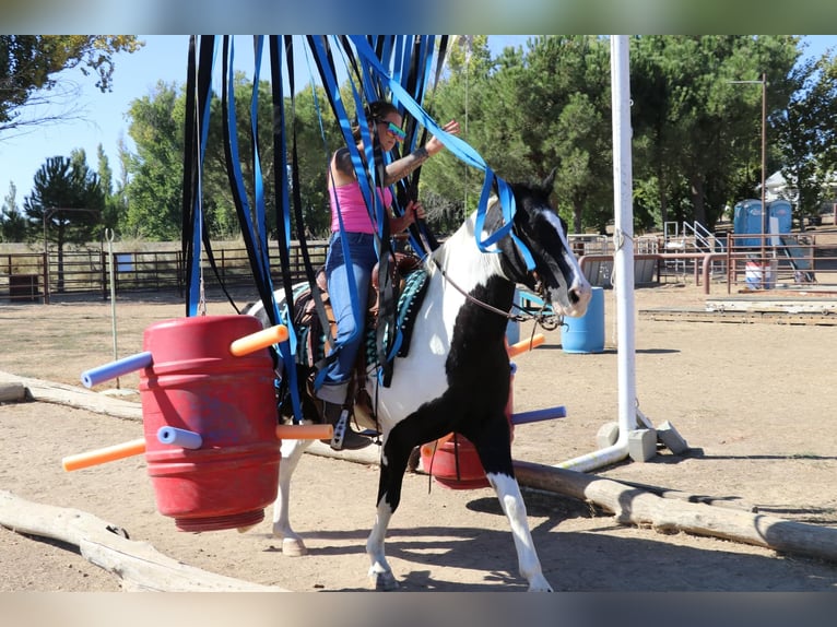 American Quarter Horse Castrone 13 Anni 147 cm Tobiano-tutti i colori in Pleasant Grove CA