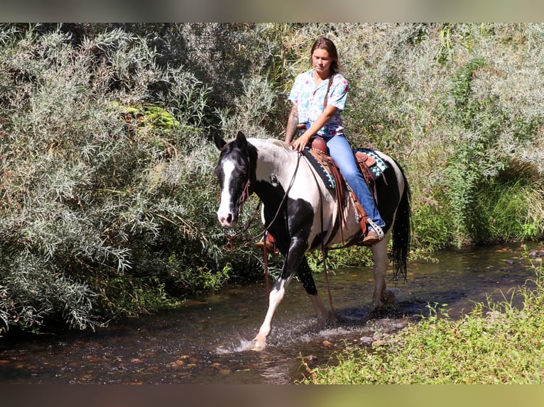 American Quarter Horse Castrone 13 Anni 147 cm Tobiano-tutti i colori in Pleasant Grove CA