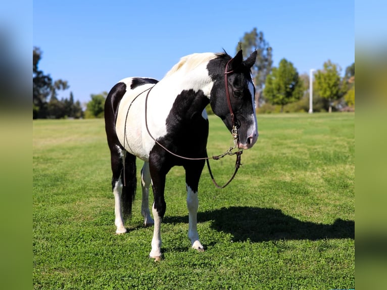 American Quarter Horse Castrone 13 Anni 147 cm Tobiano-tutti i colori in Pleasant Grove CA