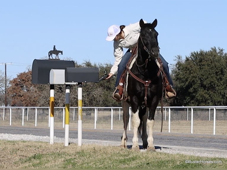 American Quarter Horse Castrone 13 Anni 147 cm Tobiano-tutti i colori in Weatherford TX