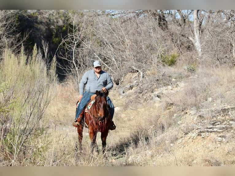 American Quarter Horse Castrone 13 Anni 150 cm Baio ciliegia in Lipan TX