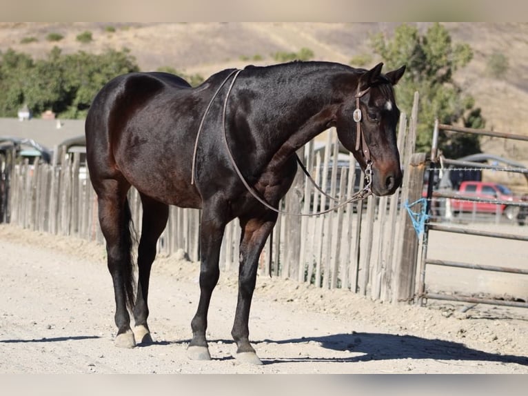 American Quarter Horse Castrone 13 Anni 150 cm Baio ciliegia in Paicines CA