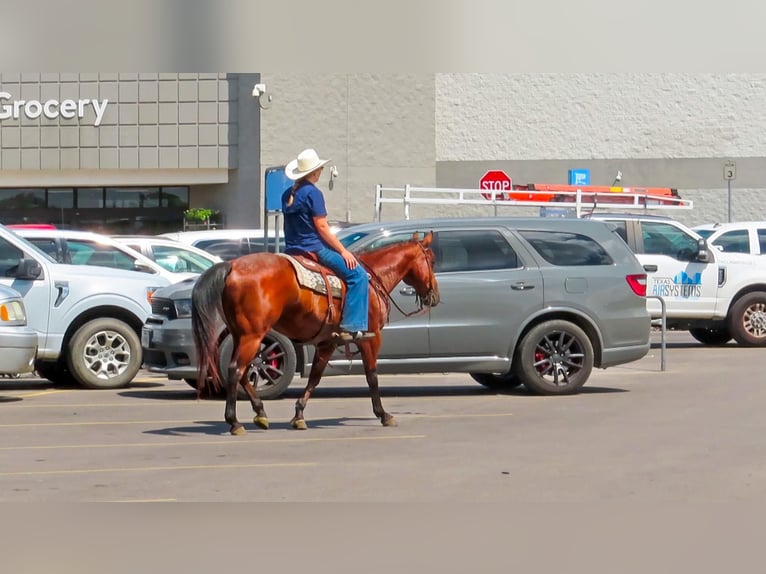 American Quarter Horse Castrone 13 Anni 150 cm Baio ciliegia in Stephenville TX