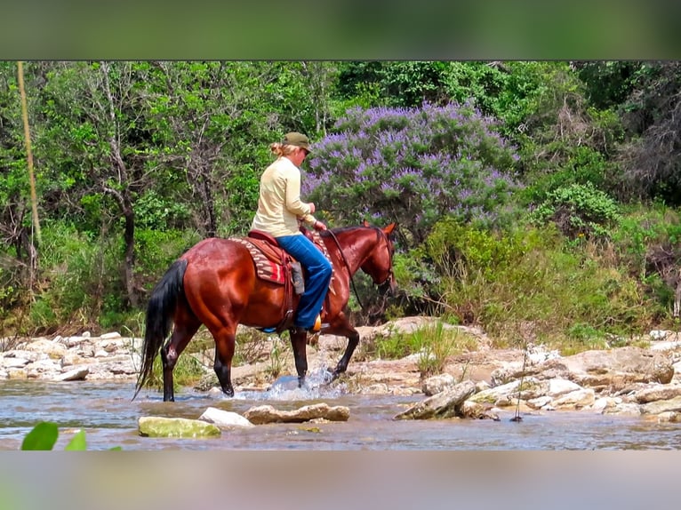 American Quarter Horse Castrone 13 Anni 150 cm Baio ciliegia in Stephenville TX