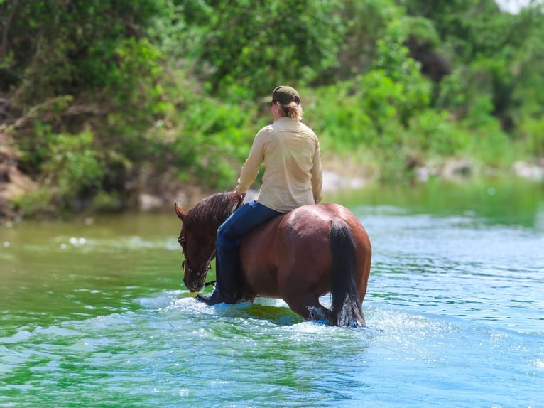 American Quarter Horse Castrone 13 Anni 150 cm Baio ciliegia in Stephenville TX