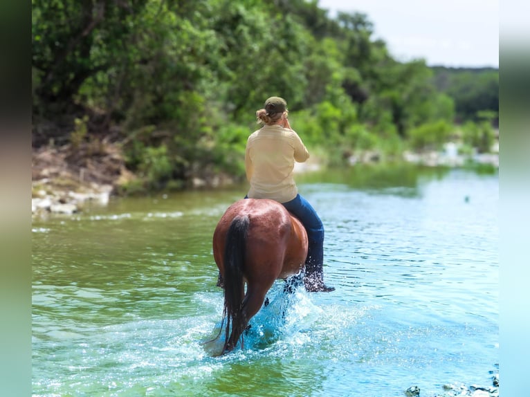 American Quarter Horse Castrone 13 Anni 150 cm Baio ciliegia in Stephenville TX