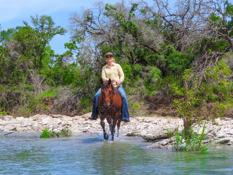 American Quarter Horse Castrone 13 Anni 150 cm Baio ciliegia in Stephenville TX