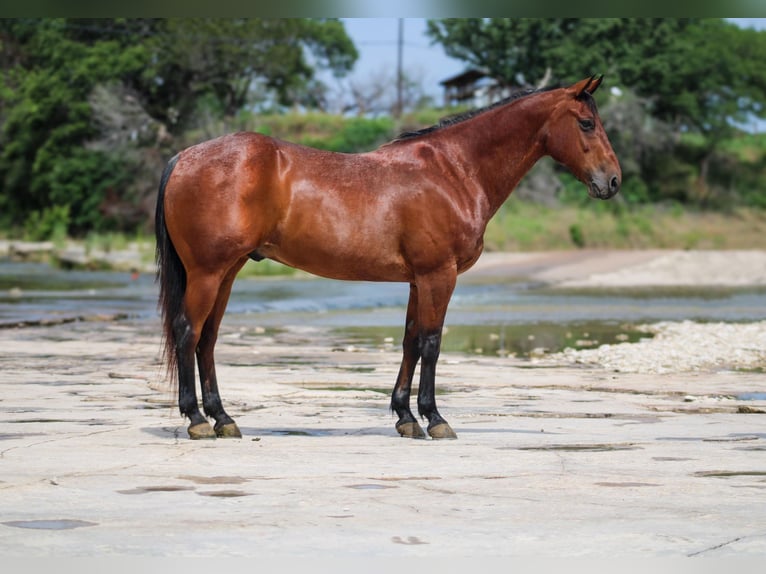 American Quarter Horse Castrone 13 Anni 150 cm Baio ciliegia in Stephenville TX