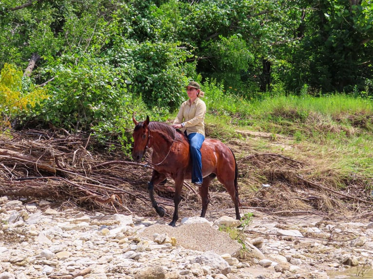 American Quarter Horse Castrone 13 Anni 150 cm Baio ciliegia in Stephenville TX