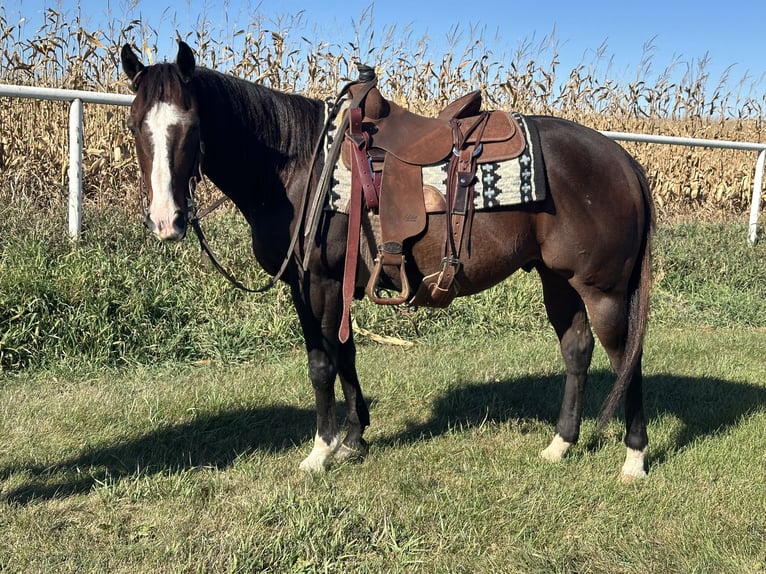 American Quarter Horse Castrone 13 Anni 150 cm Baio ciliegia in Cannon Falls