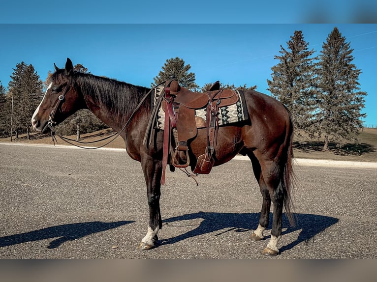 American Quarter Horse Castrone 13 Anni 150 cm Baio ciliegia in Cannon Falls