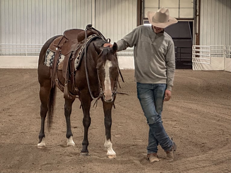 American Quarter Horse Castrone 13 Anni 150 cm Baio ciliegia in Cannon Falls