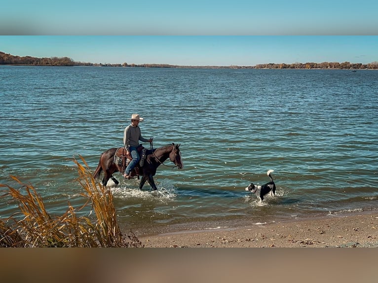 American Quarter Horse Castrone 13 Anni 150 cm Baio ciliegia in Cannon Falls