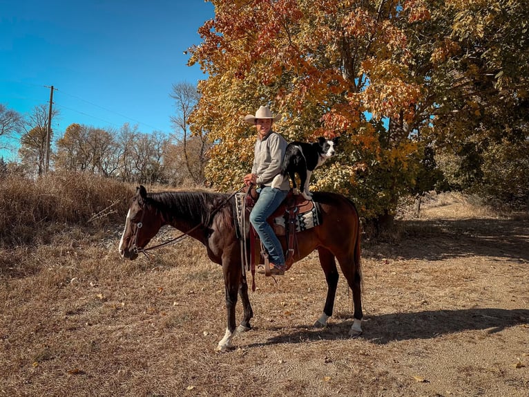 American Quarter Horse Castrone 13 Anni 150 cm Baio ciliegia in Cannon Falls