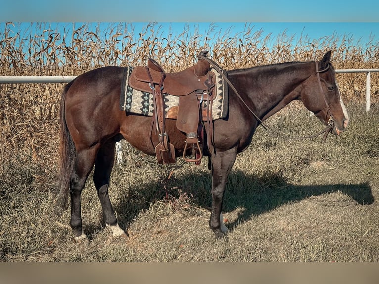 American Quarter Horse Castrone 13 Anni 150 cm Baio ciliegia in Cannon Falls