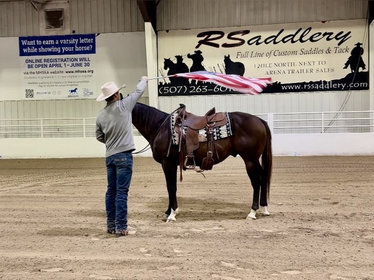 American Quarter Horse Castrone 13 Anni 150 cm Baio ciliegia in Cannon Falls