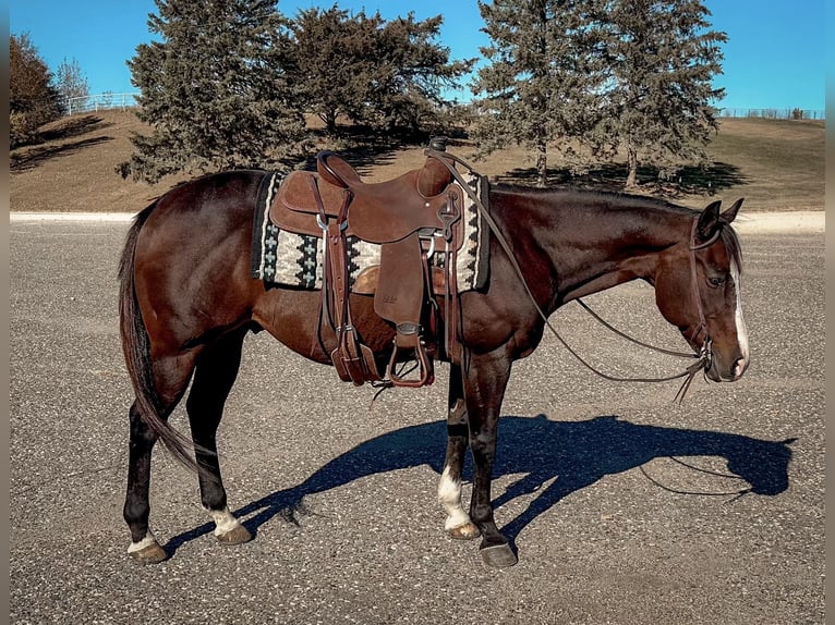 American Quarter Horse Castrone 13 Anni 150 cm Baio ciliegia in Cannon Falls