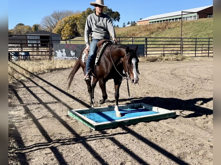 American Quarter Horse Castrone 13 Anni 150 cm Baio ciliegia in Cannon Falls