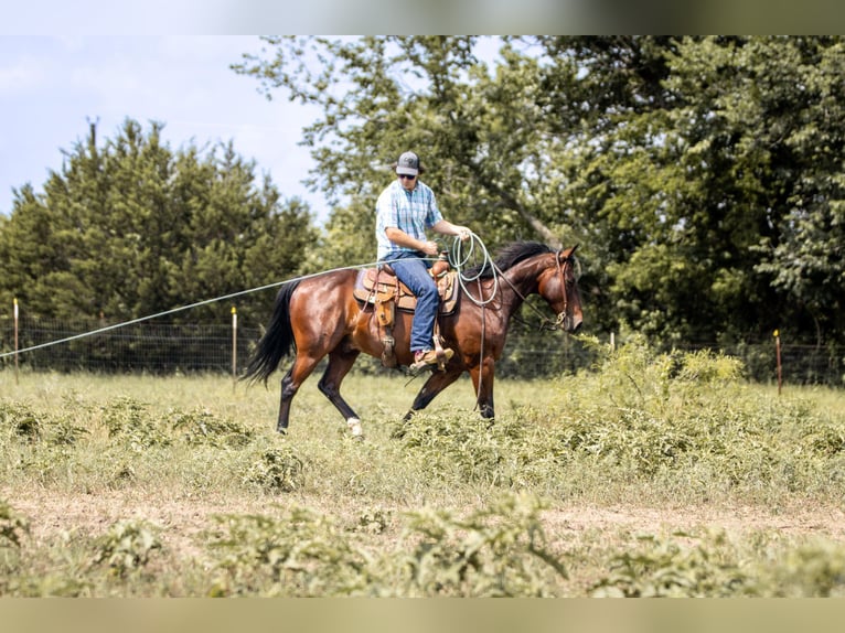 American Quarter Horse Castrone 13 Anni 150 cm Baio ciliegia in Weatherford TX