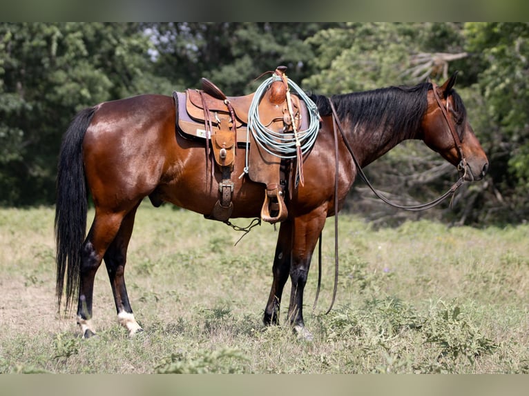 American Quarter Horse Castrone 13 Anni 150 cm Baio ciliegia in Weatherford TX