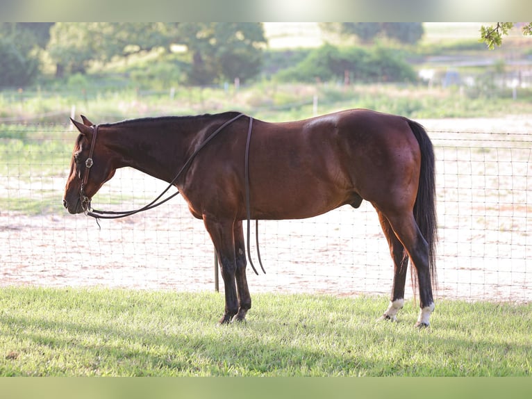 American Quarter Horse Castrone 13 Anni 150 cm Baio ciliegia in Weatherford TX