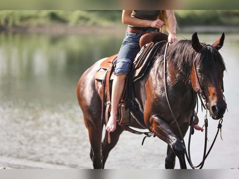 American Quarter Horse Castrone 13 Anni 150 cm Baio ciliegia in Weatherford TX