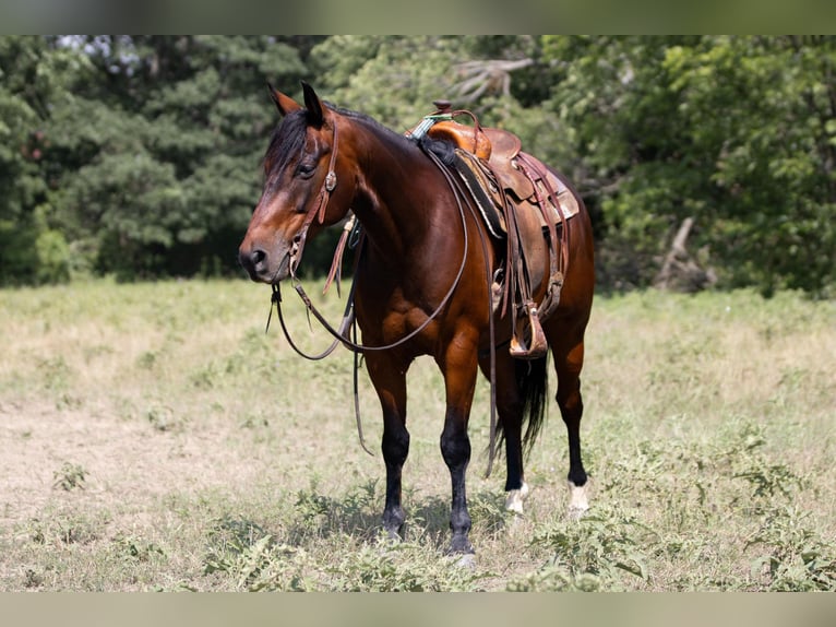 American Quarter Horse Castrone 13 Anni 150 cm Baio ciliegia in Weatherford TX