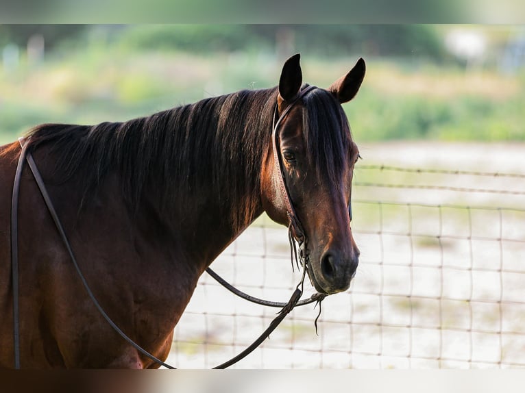 American Quarter Horse Castrone 13 Anni 150 cm Baio ciliegia in Weatherford TX