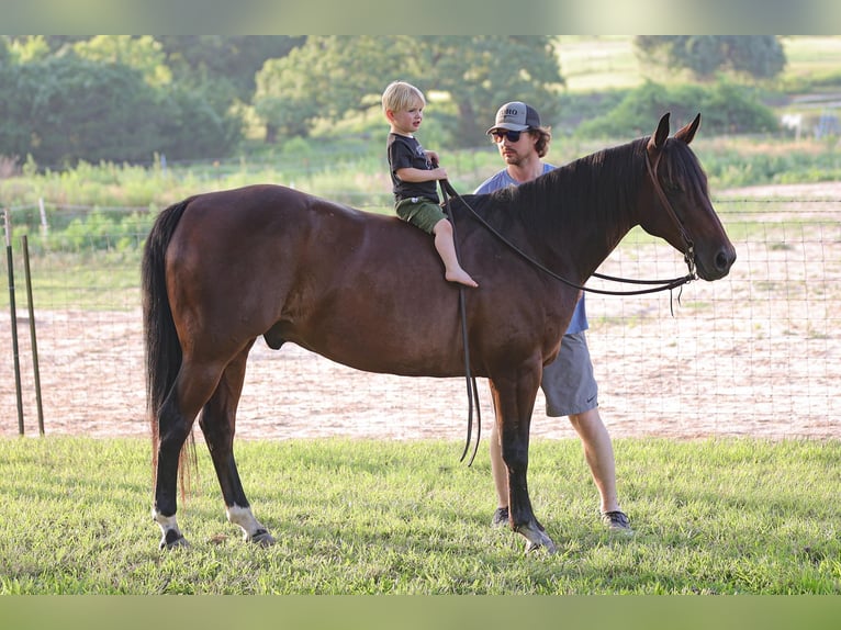 American Quarter Horse Castrone 13 Anni 150 cm Baio ciliegia in Weatherford TX