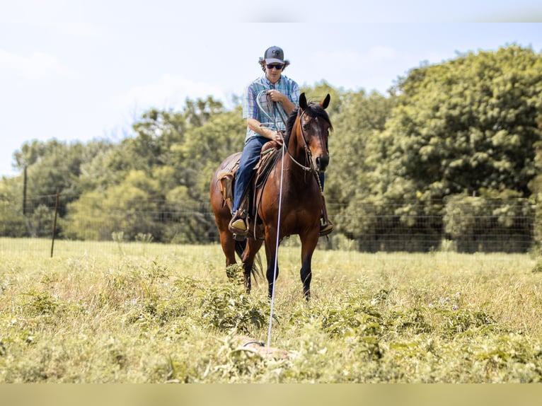 American Quarter Horse Castrone 13 Anni 150 cm Baio ciliegia in Weatherford TX