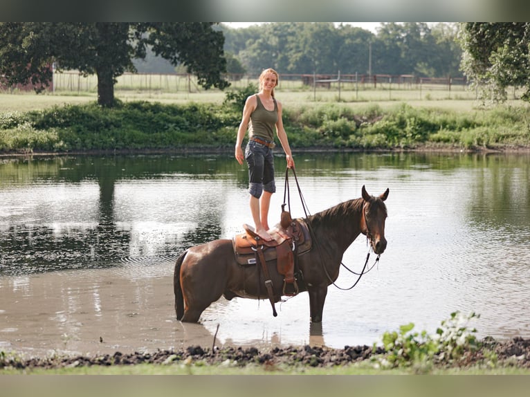 American Quarter Horse Castrone 13 Anni 150 cm Baio ciliegia in Weatherford TX