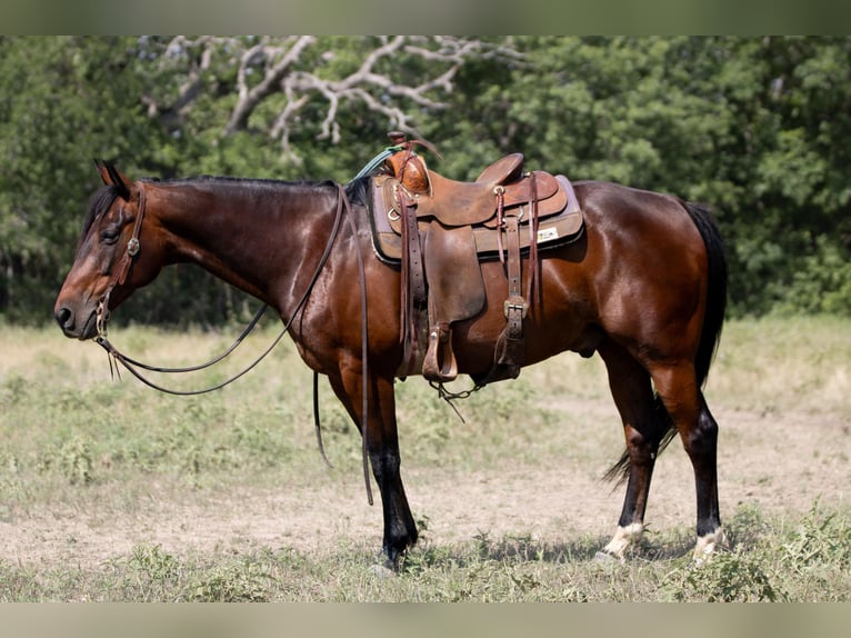 American Quarter Horse Castrone 13 Anni 150 cm Baio ciliegia in Weatherford TX