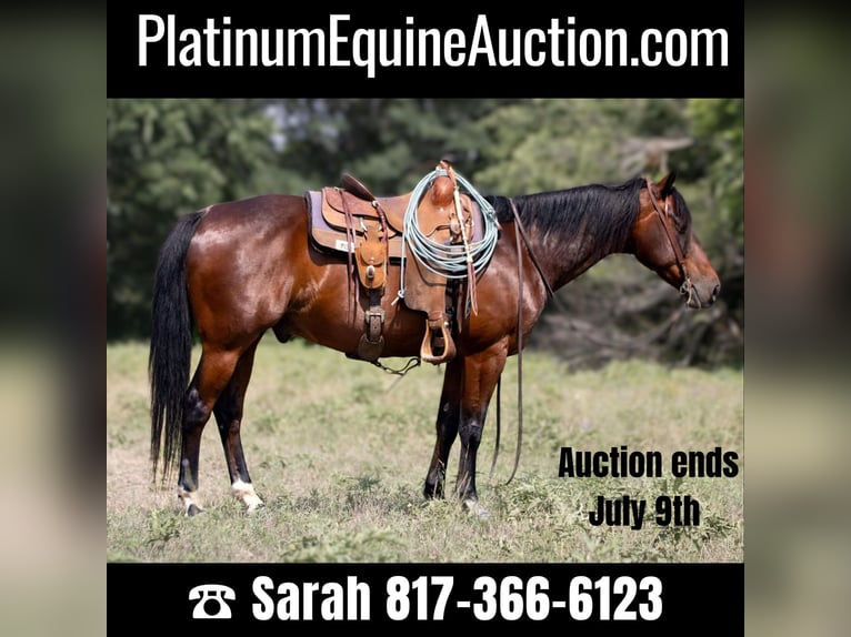 American Quarter Horse Castrone 13 Anni 150 cm Baio ciliegia in Weatherford TX