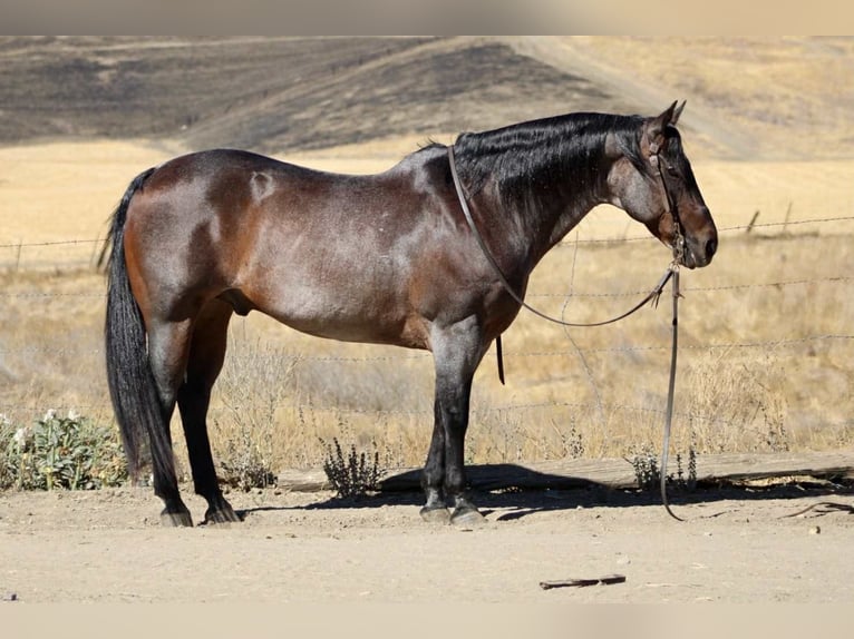American Quarter Horse Castrone 13 Anni 150 cm Baio roano in Paicines CA