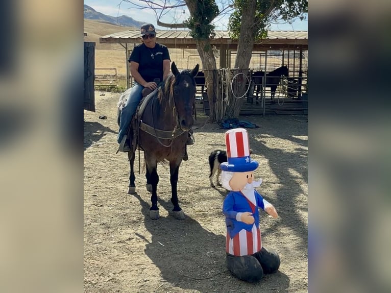 American Quarter Horse Castrone 13 Anni 150 cm Baio roano in Paicines CA