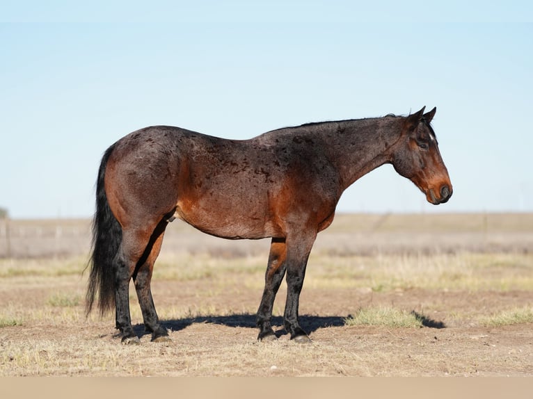 American Quarter Horse Castrone 13 Anni 150 cm Baio roano in Canyon