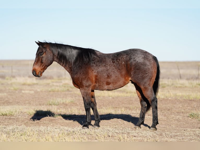 American Quarter Horse Castrone 13 Anni 150 cm Baio roano in Canyon