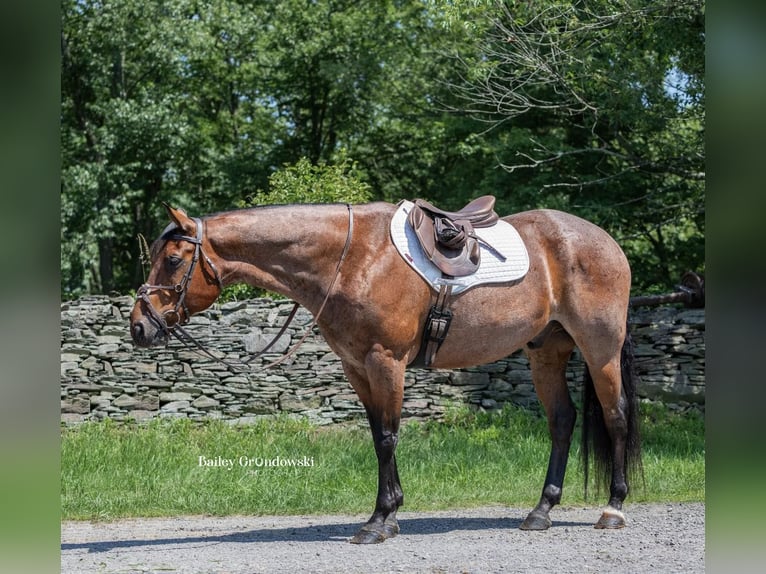 American Quarter Horse Castrone 13 Anni 150 cm Baio roano in Everett PA
