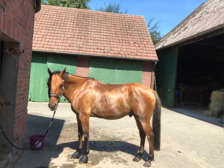 American Quarter Horse Castrone 13 Anni 150 cm in Haltern am See