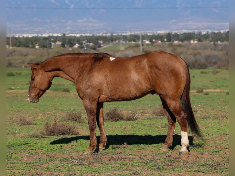 American Quarter Horse Castrone 13 Anni 150 cm Falbo in Norco