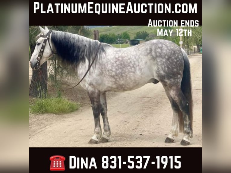 American Quarter Horse Castrone 13 Anni 150 cm Grigio in Paicines CA