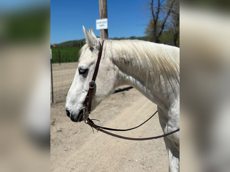 American Quarter Horse Castrone 13 Anni 150 cm Grigio in Bitterwater CA