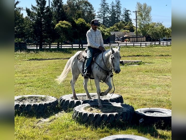 American Quarter Horse Castrone 13 Anni 150 cm Grigio in Bitterwater CA